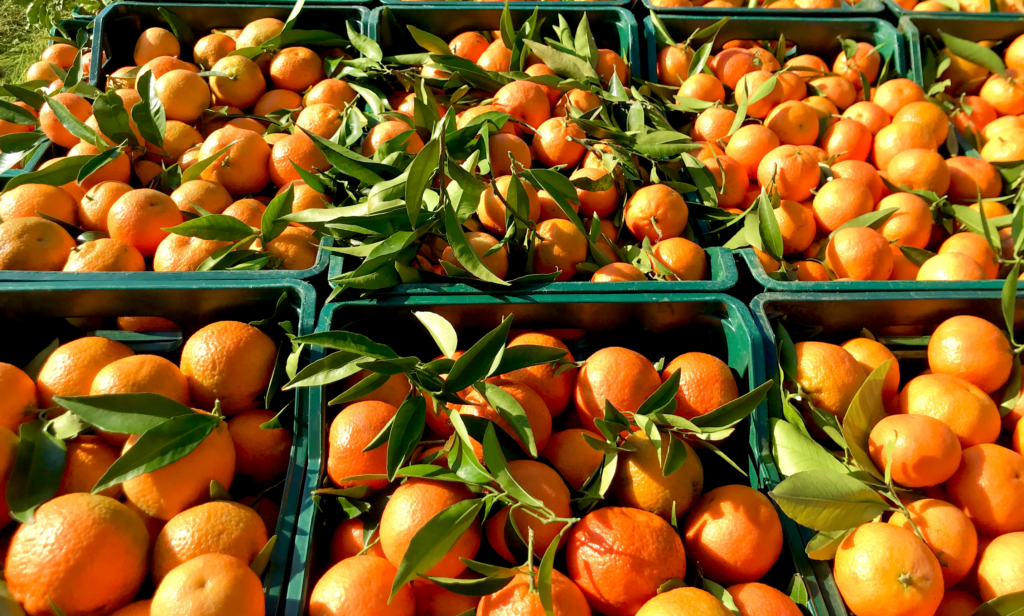 Clementine fresche appena raccolte