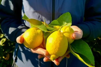 Limoni Pugliesi