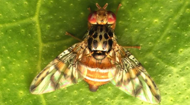 Foto di adulto di Ceratitis Capitata